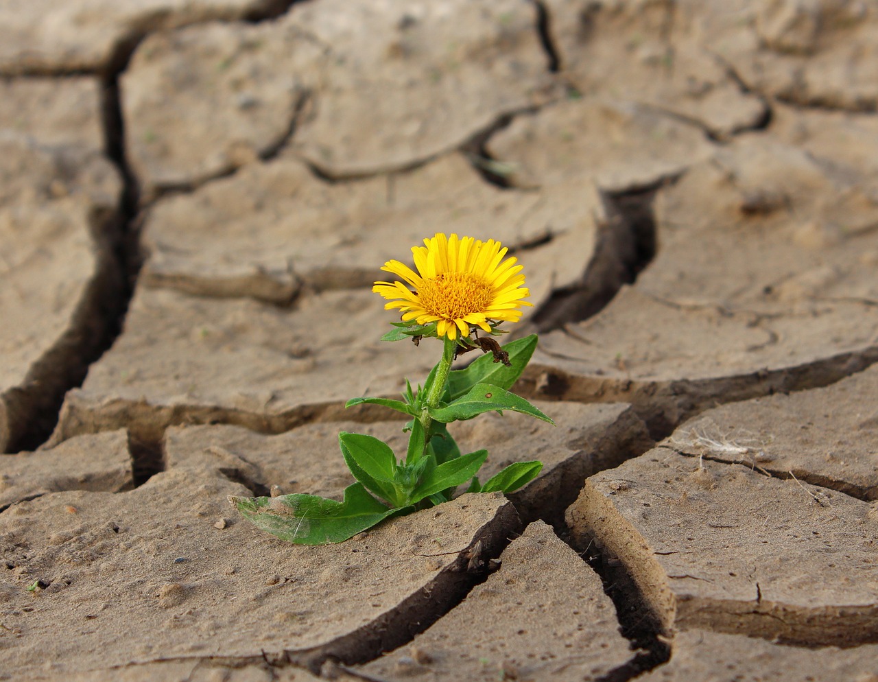 Resilience